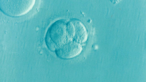 embryo-1514192_640